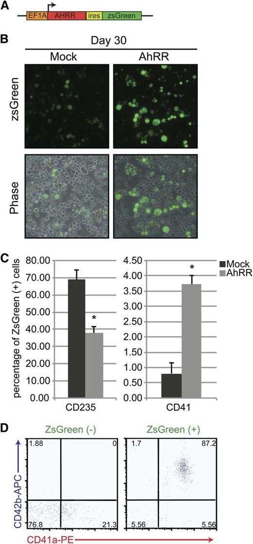 Figure 6. AhR repression promotes megakaryocyte specification. (A) Schematic representation of a pHAGE2 lentiviral reporter construct containing the AhRR and ZsGreen under the control of the constitutive promoter Ef1α (pHAGE2-Ef1α-AhRR-IRES-zsGreen). (B) Phase-contrast and fluorescent images of D30 HPs after infection with a constitutively active ZsGreen control virus or pHAGE2-Ef1α-AhRR-IRES-zsGreen. Large cells (megakaryocytes) are noted in the populations infected with the AhRR. (C) Graphical representation of the percentage of ZsGreen+ cells that express CD235 (erythroid lineage) or CD41 (megakaryocyte lineage) after mock or AhRR infection. Data are presented as means of 3 independent experiments ± SD: *P < .005. (D) FACS analysis of AhRR-ZsGreen negative vs positive fractions for hallmark megakaryocyte markers CD41a/CD42b.