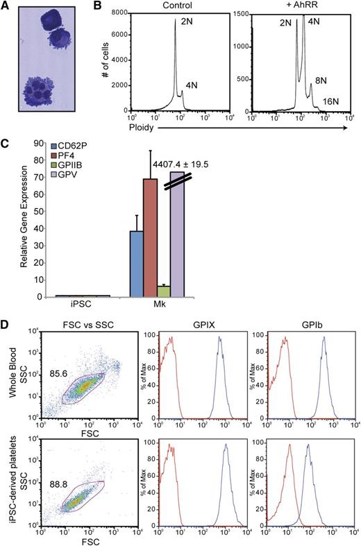 Figure 7. Characterization and functional analyses of iPSC-derived megakaryocyte-lineage cells. (A) Wright-Giemsa stain of megakaryocytes produced via AhR antagonism. (B) Ploidy analysis of iPSC-derived megakaryocytes demonstrating endoreplication. (C) Quantitative PCR analysis comparing undifferentiated iPSCs vs iPSC-derived megakaryocytes for a spectrum of megakaryocyte-specific markers. Expression is normalized to β-actin levels. Data are the average of 3 independent experiments ± SD. (D) FACS analysis comparing platelets in whole blood vs iPSC megakaryocyte–derived platelets. Mature megakaryocytes were grown on an OP9 stromal layer for 3 to 5 days to allow for terminal megakaryocyte differentiation and platelet production. Cultures were initially gated using GPIIb (CD41a) expression and demonstrated that iPSC megakaryocyte–derived platelets were similar to platelet populations from whole blood with respect to size (FSC), granularity (SSC), as well as the expression of GPIX and GPIb, 2 subunits of the GPIb/V/IX complex, that are characteristic of platelets.