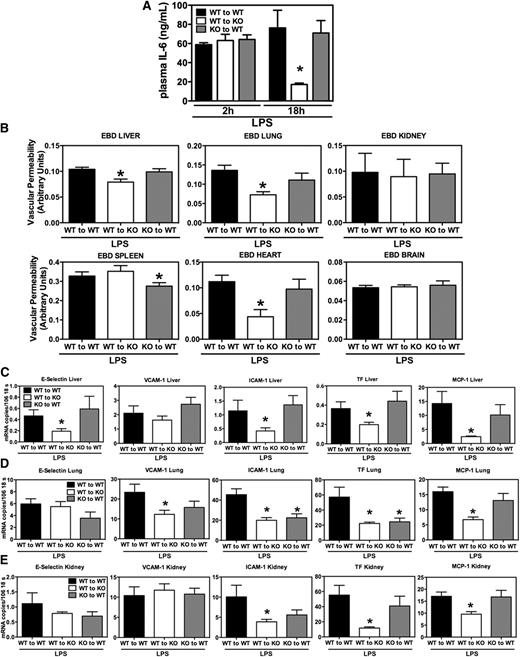 Figure 4. Critical role of stromal S1PR2 in the permeability and inflammatory phenotype of the endothelium during endotoxemia. (A) Reduced late-stage inflammation in S1pr2+/+ → S1pr2−/− chimeric mice (open bars) compared with S1pr2+/+ → S1pr2+/+ (solid bars) and with S1pr2−/− → S1pr2+/+ (shaded bars). Plasma IL-6 levels were measured 2 and 18 hours after LPS injection. Data are mean ± SEM (n = 4 to 7). (B) LPS-induced vascular permeability is inhibited in liver, lung, and heart of mice lacking S1PR2 in stromal cells (S1pr2+/+ → S1pr2−/−) compared with S1pr2+/+ → S1pr2+/+, but not in mice lacking S1PR2 in the hematopoietic compartment (S1pr2−/− → S1pr2+/+). Three hours after injection of LPS, vascular permeability was measured in liver, lungs, kidneys, spleen, heart, and brain by EBD extravasation assay. Values are mean ± SEM (n = 4 to 5). *P < .05 compared with S1pr2+/+ → S1pr2+/+. (C-E) Tissue mRNA levels of proinflammatory and procoagulant molecules in S1pr2+/+ → S1pr2+/+, S1pr2+/+ → S1pr2−/−, and S1pr2−/− → S1pr2+/+ mice 18 hours after LPS challenge. (C) Liver, (D) lung, (E) kidney. The results of quantitative real-time PCR analyses (mRNA copy number per 106 copies of 18s rRNA) of E-selectin, VCAM-1, ICAM-1, TF, and MCP-1 are shown. Data are mean ± SEM (n = 6 to 7). *P < .05 compared with S1pr2+/+ → S1pr2+/+.