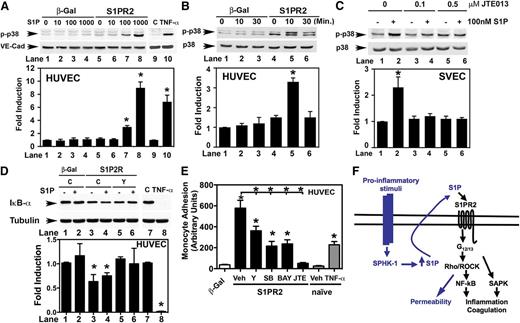 Figure 7. Activation of the p38 SAPK and NF-κB pathways by S1PR2 in endothelial cells. (A) Western blot of phospho-p38 (p-p38) and total VE-cadherin (VE-cad) levels in adenovirus control (β-gal) and Ad-S1PR2–transduced HUVEC (S1PR2) stimulated with S1P for 10 minutes (lanes 1 to 8), and naïve HUVEC treated with vehicle or 10 ng/mL TNF-α for 10 minutes (lanes 9 and 10). (B) Phospho-p38 SAPK (p-p38) and total p38 SAPK levels in adenovirus control (β-gal) and Ad-S1PR2–transduced HUVEC (S1PR2) stimulated with 100 nM S1P for the times indicated. (C) Western blot of phospho-p38 SAPK and total p38 SAPK from SVEC cells stimulated with 100 nM S1P in the absence or the presence of JTE013. (D) The activation of the NF-κB pathway by S1PR2 is dependent on ROCK activity. Lanes 1 to 6: adenovirus control (β-gal) and Ad-S1PR2–transduced HUVEC (S1PR2) were pretreated with vehicle (C) or 10 μM Y-27632 (Y) and treated with 100 nM S1P for 10 minutes when indicated (+). Lanes 7 to 8: naïve HUVEC were treated with vehicle (C) or 10 ng/mL TNF-α for 10 minutes. (A-D) Fold induction vs non-treated cells is plotted. Values are mean ± SEM of 3 to 5 independent experiments. One representative Western blot is shown. *P < .05 treated vs non-treated cells. (E) Upregulation of S1PR2 in HUVEC induces U937 monocyte adhesion in a ROCK-, p38-, and NF-κB–dependent way. Twenty hours after transduction, adenovirus control (β-gal) and Ad-S1PR2 HUVEC (S1PR2) were incubated with 10 μM Y-27632 (Y), 10 μM SB203580 (SB), 5 μM BAY 11-7085 (BAY), or 10 μM JTE013 (JTE) for 4 hours, and monocyte adhesion assays were conducted as described. Adhesion to naïve HUVEC stimulated with 2 ng/mL TNF-α is shown on the right. Results are mean ± SEM (n = 4) of 1 representative experiment of 3 experiments with similar results. *P < .05 β-gal vs S1PR2 and, when indicated, between vehicle-treated and inhibitor-treated Ad-S1PR2 HUVEC. (F) Diagram summarizing our findings (black) together with other data published by our laboratory and other groups (blue). Upon endothelial cell activation by proinflammatory stimuli, SPHK-1 is activated44,46 and S1P is released.45 Blockade of S1PR2 signaling results in inhibition of the expression of proinflammatory and procoagulant molecules by TNF-α. Upregulation of S1PR2 increases endothelial permeability, which is dependent on the Rho-ROCK pathway.17 In addition, S1PR2 induces endothelial inflammation and the activation of the Rho-ROCK-NF-κB and p38 SAPK pathways. Both pathways are activated in parallel by S1PR2 and play a critical role in the induction of proinflammatory molecules.