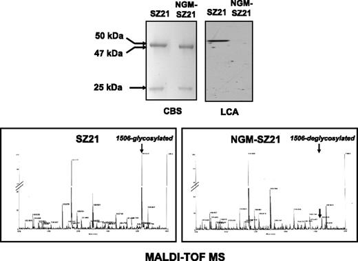 Figure 1. N-glycan modification of the anti–HPA-1a mAb SZ21. Coomassie blue staining (CBS) was used to analyze the general structure modifications of SZ21 after its treatment with endo F. Two bands with apparent molecular weights of <50 kDa (∼47 kDa) and 25 kDa representing the heavy and light chains of mAb SZ21 and NGM-SZ21 were visible under reducing conditions (upper left panel). N-glycan was then detected using LCA (upper right panel). A strong signal was solely detected at a molecular weight of ∼50 kDa of the lane loaded with SZ21 (lane 1). No signal was detected by testing endo F–treated NGM-SZ21 (lane 2), indicating the removal of the N-glycan. The specificity of deglycosylation was analyzed by MALDI-TOF mass spectroscopy (MS). As shown in the lower panels, the only difference between the heavy chain of mAb SZ21 (left panel) and the heavy chain of NGM-SZ21 (right panel) was in fragment 1506 corresponding to the N-glycan that is linked to the asparagine at position 297. No additional modifications were observed in the heavy chain of the NGM-SZ21.