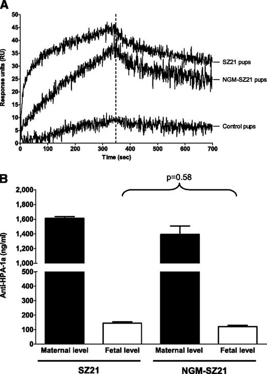 Figure 2. The impact of the N-glycan on the in vivo transport of monoclonal antibodies through the placenta. To investigate the effect of N-glycan on IgG transport, a total of 40 µg SZ21, NGM-SZ21, or isotype-matched (nonplatelet-binding) IgG were injected in age-matched pregnant female BALB/c mice at day 17 of gestation. Blood samples from newborn pups were collected within 8 hours after birth. (A) Binding of transported antibodies is shown. In SPR, similar antibody binding to GPIIb-IIIa from HPA-1aa platelets was detected in the blood of pups whose mothers were injected with either SZ21 or NGM-SZ21. No relevant antibody binding was detected using the blood of the control pups. (B) Quantification of circulating antibodies is shown. An equal amount of SZ21 and NGM-SZ21 (8.9% and 8.7%, respectively, P = .58) was transported from maternal (black bars) into neonatal (white bars) circulation at the end of the pregnancy. This figure shows data from 3 different experiments.