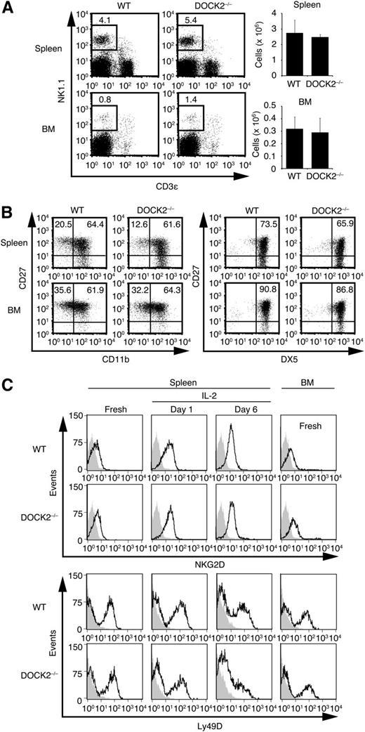 Figure 1. DOCK2 deficiency does not affect NK cell development and surface expression of activating receptors. (A) Spleen cells and BM cells were stained for NK1.1 and CD3ε, and the number of NK cells (NK1.1+CD3ε– cells) was compared between WT and DOCK2−/− mice. Data are expressed as the mean ± standard deviation (SD) of 3 mice. (B) The expression of CD27, CD11b, and/or DX5 on NK1.1+CD3ε– NK cells in the spleen and BM was compared between WT and DOCK2−/− mice. Data are representative of 2 independent experiments. (C) Fresh or activated NK cells with IL-2 (1000 U/mL) for the indicated times were prepared from WT and DOCK2−/− mice, and the expression levels of NKG2D and Ly49D were compared by staining the cells with relevant antibody followed by Alexa Fluor 488–labeled secondary antibody. As a control, the flow cytometric profile for cells stained with the secondary antibody only is shown. Data are representative of 2 independent experiments.