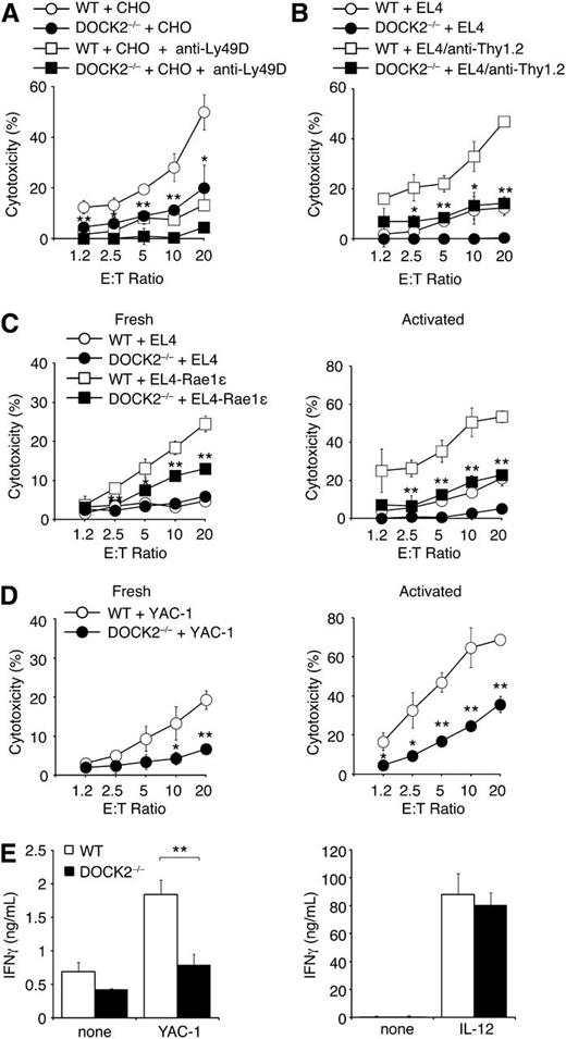 Figure 2. NK cell–mediated cytotoxicity is impaired in the absence of DOCK2. (A) WT and DOCK2−/− NK cells were incubated with CHO cells at the indicated ratio in the presence or absence of anti-Ly49D blocking antibody (10 μg/mL). (B) WT and DOCK2−/− NK cells were incubated with EL4 cells with or without pretreatment with anti-Thy1.2 antibody (10 μg/mL) at the indicated ratio. (C) Fresh (left) or in vitro-activated (right) WT and DOCK2−/− NK cells were incubated with EL-4 or EL4-Rae1ε cells at the indicated ratio. (D) Fresh (left) or in vitro-activated (right) WT and DOCK2−/− NK cells were incubated with YAC-1 cells at the indicated ratio. (E) In vitro–activated WT and DOCK2−/− NK cells were incubated with YAC-1 cells at the ratio of 1:1 or cultured alone in the presence of IL-12 to measure IFN-γ production. In (A–E), data are expressed as the mean ± SD of triplicate wells and are representative of at least 2 independent experiments. *P < .05; **P < .01.