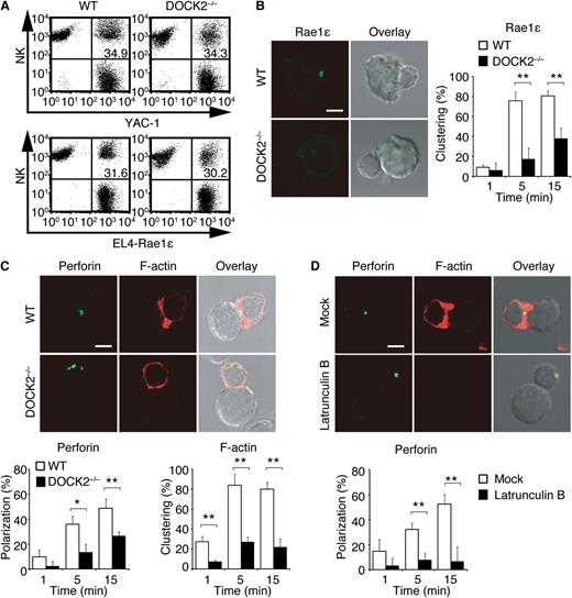 Figure 4. DOCK2 deficiency impairs the lytic synapse formation. (A) PKH26-labeled WT and DOCK2−/− NK cells were mixed with CFSE-loaded target cells, YAC-1 and EL4-Rae1ε, for 10 minutes at a ratio of 1:1, and conjugate formation was analyzed without fixation. Data are representative of 2 independent experiments. (B) WT and DOCK2−/− NK cells were mixed with EL4-Rae1ε cells for the indicated times to analyze localization of GFP-tagged Rae1ε in the conjugates. Scale bar, 5 μm. Data are expressed as the percentages of the conjugates with polarized accumulation of Rae1ε (the mean ± SD) of 3 independent experiments. In each experiment, more than 30 cells were analyzed per group. **P < .01. (C) WT and DOCK2−/− NK cells were mixed with YAC-1 cells for the indicated times to analyze localization of perforin and F-actin in the conjugates. Scale bar, 5 μm. (D) After pretreatment with latrunculin B (8 μg/mL) for 2 hours, WT NK cells were mixed with YAC-1 cells for the indicated times, and the effect of blockade of actin polymerization on perforin localization was analyzed. Scale bar, 5 μm. Mock, DMSO. In (C,D), data are expressed as the percentages of the conjugates with polarized accumulation of perforin or F-actin (the mean ± SD) of 3 independent experiments. In each experiment, more than 30 cells were analyzed per group. *P < .05; **P < .01.