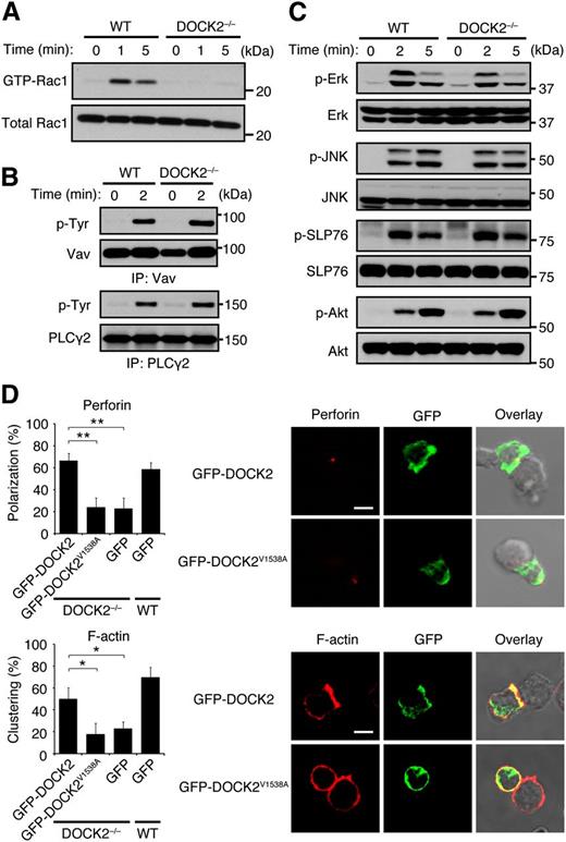 Figure 5. DOCK2 regulates the lytic synapse formation through Rac activation. (A) NKG2D-mediated Rac activation was compared between WT and DOCK2−/− NK cells. (B) NKG2D-mediated phosphorylations of Vav and PLCγ2 were compared between WT and DOCK2−/− NK cells. (C) NKG2D-mediated phosphorylations of Erk, JNK, SLP76, and Akt were compared between WT and DOCK2−/− NK cells. (D) After adenoviral transfer of GFP-tagged WT DOCK2, DOCK2V1538A, or GFP alone, WT and DOCK2−/− NK cells were mixed with YAC-1 cells for 5 minutes to analyze localization of perforin and F-actin in the conjugates. Scale bar, 5 μm. Data are expressed as the percentages of the conjugates with polarized accumulation of perforin or F-actin (the mean ± SD) of 3 independent experiments. In each experiment, more than 30 cells were analyzed per group. *P < .05; **P < .01.