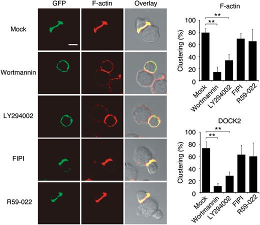 Figure 6. DOCK2 is recruited to the synapse in a manner dependent on the PI3K activity. NK cells from DOCK2-GFP mice were treated with wortmannin (100 nM), LY294002 (10 μM), FIPI (750 nM), R59-022 (10 μM), or Mock (DMSO) for 30 minutes at 37°C. Cells were then mixed with YAC-1 cells for 5 minutes to analyze localization of DOCK2 (GFP) and F-actin in the conjugates. Scale bar, 5 μm. Data are expressed as the percentages of the conjugates with polarized accumulation of F-actin or DOCK2 (the mean ± SD) of 3 independent experiments. In each experiment, more than 30 cells were analyzed per group. **P < .01.