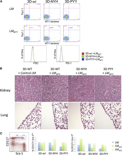 Figure 3. Safety of T cells expressing enhanced affinity WT1-specific TCRs in mice infected with LMWT1. (A) TCR-transduced P14 T cells were transferred into B6 mice and, after 18 days, challenged with LM or LMWT1. After 6 days, blood from treated mice was analyzed by flow cytometry. Data are representative of 3 independent experiments with at least 1 LM and 2 LMWT1 mice per experiment. (B) BM cells were purified from treated mice, and the percentage of CD117+ Sca-1int and Sca-1hi cells was determined. Data shown are from an experiment in which a single mouse per TCR construct was immunized with control LM and 2 mice were challenged with recombinant LMWT1. (C) Kidney and lung were also collected from these animals and analyzed by hematoxylin and eosin staining for T-cell infiltration and/or tissue damage.