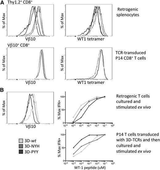 Figure 5. Functional analysis of retrogenic and transduced peripheral T cells. (A) Retrogenic splenocytes expressing each of the TCRs gated on donor Thy1.2+CD8+ cells, and TCR-transduced P14 splenocytes gated on transduced (Vβ10+) CD8+ T cells, were analyzed for expression levels of the retrogenic TCRβ chain, Vβ10, and for tetramer binding. Data are representative of at least 16 mice per TCR. Two samples for each enhanced affinity receptor are included to show the typical range of variation between mice. (B) Retrogenic T cells and TCR-transduced P14 T cells were stimulated with WT1 peptide and expanded for 1 week in vitro and then assayed for functional avidity by measuring interferon γ production in response to Ag-presenting cells pulsed with decreasing concentrations of WT1 peptide. TCR surface expression is shown for each T-cell population at the time the functional assay was performed.