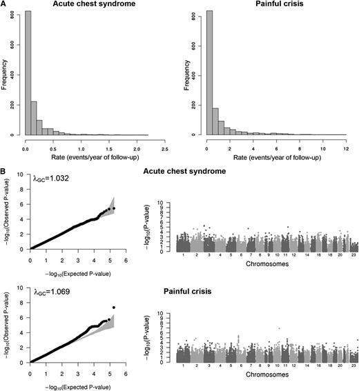 Figure 1. Association results for acute chest syndrome and painful crisis. (A) Histograms showing the distribution of the acute chest syndrome (left) and painful crisis (right) rates in the CSSCD participants analyzed in this study (N = 1514). (B) Quantile–quantile (QQ; left column) and Manhattan (right column) plots of association results for acute chest syndrome (top) and painful crisis (bottom) analyzed in participants from the CSSCD. In the QQ plots, the gray area corresponds to the 90% CI. Results are corrected using the genomic control method.