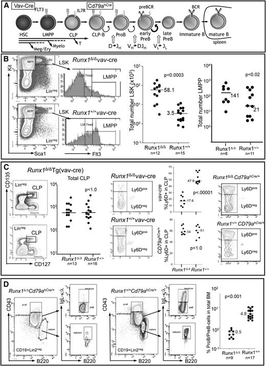 Figure 1. Functional Runx1 deletion by targeted excision by Tg(vav-Cre) or Cd79ahCre/+ expression leads to profound defects in B-cell development. (A) Schematic representation of B-cell development starting from the HSC compartment. B-cell specification occurs at the CLP-B stage (Ly6D+), before the expression of the classical B-cell antigens CD19 and B220. The stage in B-cell development at which Tg(vav-Cre) and Cd79ahCre/+ mediate excision is indicated (see also supplemental Figure 2). Receptors necessary for the proliferative expansion of the indicated cell types are depicted. (B) FACS analysis of lineage-depleted BM cells to detect HSC (LinnegSca1+Kithi), myeloid multipotent progenitor (Lin−Sca1−Kithi), and lymphoid-primed multipotent progenitors (LMPP) (LinnegScal+KithiFlt3hi) compartments in vav-Cre mediated excision. The total cell number determined for each analyzed mouse (2 femora) is depicted by a dot, and the median for the indicated number of mice is shown. (C) FACS strategy for detection of total CLP (LinnegIl7r+Flt3hiKitmedSca1med) and the percentage therein specified for B-cell development (Ly6D+) from lineage-depleted BM cells. Each dot represents the total number of CLPs per Tg(vav-Cre) mouse (2 femora). The percentage of Ly6D+ cells within the CLP fraction of either (upper graph) Tg(vav-Cre) or (lower graph) Cd79ahCre/+ mice is indicated. Representative FACS analysis of total CLPs analyzed for Ly6d expression is shown on the right. (D) FACS analysis of CD19+Lin2neg cells of the BM, detecting pro-B (B220medCD43hiIgLneg), pre-B cells (B220medCD43med/loIgLneg), immature B cells (B220medCD43med/loIgL+), and mature (recirculating) B cells (B220hiCD43negIgL+) of Cd79ahCre/+ mice. Graph depicts the percentage of pro-B/pre-B cells within the total BM of mice with the indicated genotypes. P values were calculated by a nonpaired Student t test.