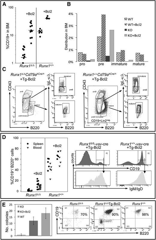 Figure 3. Bcl2 expression promotes the expansion of Runx1Δ/Δ pre-/pro-B cells, resulting in a limited number of mature B cells. (A) Dot blot showing the percentage of CD19+Lin2neg in total BM from Runx1fl/fl Tg(vav-Cre) or Runx1+/+ Tg(vav-Cre) mice with or without Tg-Bcl2. Each dot represents an independent mouse. (B) Bar graph demonstrates that Tg-Bcl2 leads to a larger increase in pro-/pre-B cells in Runx1Δ/Δ mice compared with Runx1+/+ controls. Immature cells (as detected with IgL-κ/λ antibody) were observed in 4 of 5 Bcl2+ Runx1Δ/Δ mice analyzed. The level of mature (transient) B cells in the BM of Runx1Δ/Δ mice was below detection in most mice. Values are compiled from 5 mice per cohort using the gating strategy shown in C. A minimum of 106 events was registered per analysis. (C) Representative FACS analysis of B cells isolated from BM of Runx1fl/flCd79ahCre/+ Tg(Eµ-Bcl2) or Runx1+/+Cd79ahCre/+ Tg(Eµ-Bcl2) mice. The CD43 gate discriminating pro-B- and pre-B-cell populations was determined by analysis of pro-B cells from Igα-deficient mice (Cd79ahCre/hCre), which do not express a functional pre-BCR. (D) Mature B cells (CD19+B220+IgM+/IgD+) are detectable in blood and spleen of Bcl2 mice, albeit at reduced levels. The percentage of B cells (CD19+B220+) found in total blood (inverted triangles) or spleen (black circles) of mice with the indicated genotype is depicted. Histograms show analysis of splenic CD19+ cells and expression of IgM/IgD of representative mice for each genotype. Similar results were obtained with both vav-Cre and Cd79ahCre/+ strains. (E) Colony numbers obtained from 5 × 104 BM cells isolated from Runx1fl/flCd79ahCre/+ (KO), Runx1fl/flCd79ahCre/+ Tg(Eµ-Bcl2) (KO+Bcl2), and Runx1+/+Cd79ahCre/+ (WT) mice and plated in methylcellulose in the presence of IL7. Shown is the mean of 2 independent experiments performed in triplicate. Colonies with similar morphology were picked, and cells were pooled (2-4 colonies per analysis) and analyzed for B-cell markers by FACS.