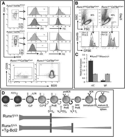 Figure 4. Characterization of Runx1-deficient B-cell progenitors. (A) Shown is the analysis of pre-B- and pro-B-cells (gated on CD19+Lin2negIgLneg) isolated from BM of mice with the indicated genotype and examined for expression of cKit, CD25 (IL2Rα), or for size (FSC). Gates for pro-B cells were set using cells isolated from Cd79ahCre/hCre mice. (B) FACS analysis of sorted pro-/pre-B-cells isolated from mice with the indicated genotypes. Sorted cells were plated on OP9 cells supplemented with IL7 and analyzed after 3 days. Half of the sorted cells were stained with carboxyfluorescein diacetate succinimidyl ester (CFSE) before plating. The proliferation index (PI; based on proliferating cells only) and the division index (DI; all viable cells) were determined by calculation of the fluorescent intensity of the CFSE-stained cells. Results shown are representative of 3 independent experiments. To obtain sufficient cells for sorting, staining, and consequent culture, 3 Runx1-deficient mice were used per experiment. (C) Expression analysis of sLC and LC transcripts (λ5 encoded by Igll1 and rearranged VJ-κ transcripts, respectively) was performed on sorted pro-B/pre-B cells from mice with the given genotypes. cDNA levels were normalized to Hprt expression levels. (D) Schematic representation of the observed blocks in B-cell development in Runx1-deficient mice and the impact of Bcl2 on the cell survival of the pro-B- and pre-B-cell compartments, but their low frequency of transition to the immature stage.