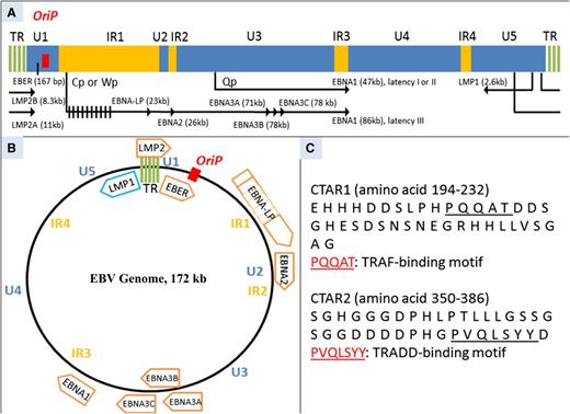 Figure 1. Schematic diagram of linear EBV genome (∼172 kb). (A) In proportion to their size, largely unique (U1-U5), internal repeat (IR1-IR4), and terminal repeat (TR) sequence domains are demonstrated. Ori P (indicated in red), the origin for latent infection EBV episome replication, has plasmid maintenance and DNA replication activity. Location of exons for latent EBV-induced membrane proteins and nuclear proteins and the size of each gene are shown. Of note, LMP1 transcription has an opposite direction to the other gene transcripts. LMP2 can only be transcribed when EBV exists as episome because the gene spans across the TR. LMP2A is transcribed from exon 1, whereas LMP2B is transcribed from exon 2. EBNAs are transcribed from differently spliced primary EBNA transcript. In latency III, EBNA1 transcription begins from Cp or Wp, whereas it starts from Qp in latency I or II. EBNA-LP has variable sizes due to variable numbers of repetitive exons.98 (B) Schematic diagram of circular EBV genome. The U1-U5, IR1-IR4, TR, and Ori P sequence domains are indicated. Open reading frames for latent proteins are shown. Of note, the size of each open reading frame does not illustrate the size of each latent protein.98 (C) Amino acid sequences of CTAR1 and CTAR2. TRAF-binding motif in CTAR1 and TRADD-binding motif are indicated with an underbar. Numbers on the right denote the order of the amino acid sequence.99 Cp, C promoter; EBNA-LP, EBNA leader protein; LMP, latent membrane protein; TRAF, tumor necrosis factor receptor-associated factor; TRADD, tumor necrosis factor receptor type 1–associated DEATH domain; Qp, Q promoter; Wp, W promoter.