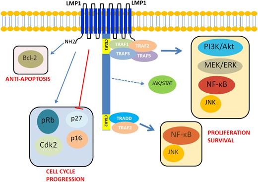 Figure 2. Schematic diagram of EBV-mediated oncogenic signaling pathway activation in EBV-positive diffuse large B-cell lymphoma of the elderly. LMP1 has a 6-transmembrane domain with a long cytoplasmic C-terminal chain. It can self-aggregate to activate itself constitutively and provide a platform to interact with downstream molecules. LMP1 provides a proliferation signal via activating NF-κB, PI3K/Akt, MEK-ERK, and JNK–AP-1 MAPK pathways. It also gives signal for cell cycle progression by enhancing cyclin-dependent kinase 2 and phosphorylation of Rb protein and by inhibiting p16 and p27. LMP1 can also activate bcl-2 to provide an antiapoptotic signal. CTAR1 can directly interact with TRAF1, 2, 3, and 5 to activate NF-κB, PI3K/Akt, MEK-ERK, and JNK–AP-1 MAPK pathways. CTAR2 needs TRADD to interact with TRAF2 to activate NF-κB. Both canonical and noncanonical pathways of NF-κB are activated to give proliferation signal to the nucleus. There are 3 putative JAK3-binding motifs between CTAR1 and CTAR2. However, this finding was not reproduced by others.26-36 AP-1, activator protein 1; ERK, extracellular signal-regulated kinases; JAK3, Janus kinase 3; JNK, Jun amino-terminal kinases; MEK, MAPK/ERK kinase; PI3K, phosphatidylinositol 3-kinase; TRADD, tumor necrosis factor receptor type 1–associated DEATH domain; TRAF, tumor necrosis factor receptor–associated factor.