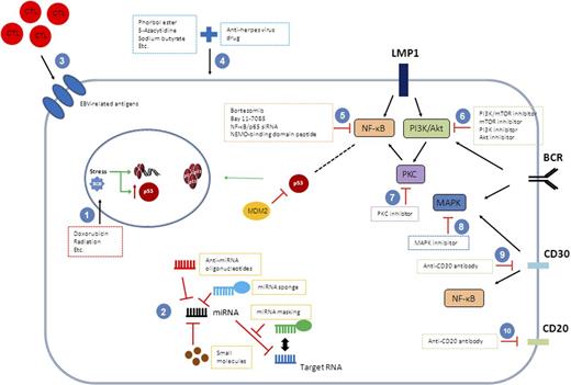 Figure 6. Therapeutic modulation of EBV infection and associated signaling pathways. Strategies to inactivate EBV infection or EBV-associated oncogenic pathways have been explored in lymphoma cells. Many therapeutic targets have been identified. (1) Conventional chemotherapeutic agents or radiation target DNA. (2) Different strategies disrupting miRNAs can be offered. (3) EBV-specific cytotoxic T cells are engineered and reinfused to patients as immunoregulatory therapy approach. (4) Lytic cycle of EBV is induced by a couple of agents, and antiherpetic agents targeting virus in lytic cycle are added. Agents targeting the (5) NF-κB pathway, (6), PI3K/Akt pathway, (7) PKC pathway, or (8) MAPK pathway can be tried. Monoclonal antibodies, Brentuximab vedotin and Rituximab, are available targeting for (9) CD30 and (10) CD20, respectively.