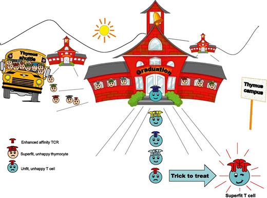 Happy thymocytes enter the thymus. Super-fit ones will be retained. Only the fit ones will graduate. Some of the unfit ones will survive too, but would not be functional in the periphery. TCR gene transfer might now be adopted to make the fit, superfit.