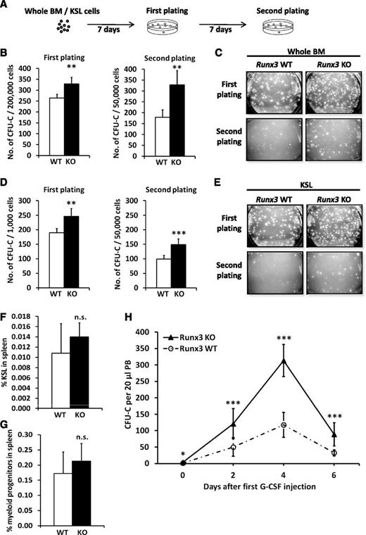 Figure 1. HSPCs from young Runx3 KO mice show enhanced proliferative and mobilization ability when stimulated. (A) Schematic diagram showing an overview of the CFU-C assay, including serial replating. Colonies were scored 7 days after plating. (B,D) Colony-forming potential of (B) whole bone marrow (BM) cells and (D) BM KSL cells. Mean ± standard deviation (SD) is shown (n = 2/genotype). All colonies were counted from triplicate samples. Two independent experiments were performed. Asterisks represent significant differences (**P < .01; ***P < .001, Student t test). (C,E) Morphology of colonies formed on each plate. Representative plates in first and second platings from B and D are shown. (F-G) Flow cytometric analysis of the KSL and c-Kit+Sca-1−lineage− (myeloid progenitor) compartment in the spleen at 6 weeks after pIpC treatment. Mean ± SD of percentage of (F) KSL and (G) myeloid progenitors in spleen is shown (n = 5/genotype). Three independent experiments were performed. n.s., no significant difference (Student t test). (H) G-CSF mobilization assay of cells from Runx3 KO mice (n = 7) and Runx3 WT mice (n = 5). Time course of progenitor cell numbers in 20 µL PB after in vivo G-CSF stimulation (300 μg/kg/day for 4 days) is shown. Mean ± SD of CFU-C numbers is shown. Asterisks represent significant differences (*P < .05; ***P < .001, Student t test).