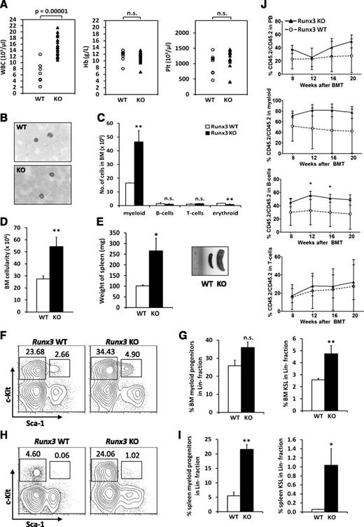 Figure 2. Aged Runx3 KO mice shows enhanced myeloproliferation with an expanded HSPC compartment. (A) Complete blood counts performed on 18-month-old Runx3 WT (n = 9) and Runx3 KO mice (n = 21). WBC, Hb, and Plt counts are shown. The statistical significance (P value, Student t test) is shown at the top. (B) May-Grünwald-Giemsa staining of PB cells in aged mice. Representative pictures of cells are shown. (C) Number of cells of each lineage in BM of 18-month-old mice. Lineage markers: myeloid, Mac-1+ and Gr-1+; B-cells, B220+CD19+; T cells, CD3+; erythroid, Ter119+. Mean ± standard deviation (SD) is shown (WT, n = 2; KO, n = 4). Three independent experiments were performed. Asterisks represent significant difference (**P < .01, Student t test). (D) BM cellularity of aged mice. Mean ± SD of the numbers of cells in BM are shown (WT, n = 2; KO, n = 4). Asterisks represent significant difference (**P < .01, Student t test). (E) Spleen of aged Runx3 KO mice. (Left) Graphical representation of spleen weight in the aged mice. Mean ± SD is shown (WT, n = 2; KO, n = 4). Asterisk represents significant difference (*P < .05, Student t test). Three independent experiments were performed. (Right) Representative pictures of spleens in the aged mice. (F,H) Flow cytometric analysis of the HSPC compartment in (F) BM and (H) spleen of 18-month-old mice. Representative FACS plots of 200 000 cells gated on viable Lineage− cells are shown. (G,I) Graphical representations of results presented in F and H are shown in G and I, respectively. Mean ± SD of percentage of c-Kit+Sca-1−Lineage− (myeloid progenitors) and KSL within the BM Lineage− population is shown (WT: n = 2; KO: n = 4). Three independent experiments were performed. (J) Time course PB chimerism analysis of recipient mice after BMT. CD45.1/CD45.2 competitive cells were cotransplanted with Runx3 WT or KO BM cells (CD45.2/CD45.2) into CD45.1/CD45.1 sublethally irradiated (8 Gy) mice in a 1:1 ratio. Percentage contribution of CD45.2/CD45.2 donor cells to total PB, myeloid, B-cell, and T-cell populations at indicated time points after BMT are shown. Mean ± SD is shown (WT, n = 3; KO, n = 6). Five of 8 mice receiving Runx3 WT donor cells and 3 of 9 mice receiving Runx3 KO donor cells that failed to show contribution of CD45.2/CD45.2 cells to PB of recipient mice are excluded. Asterisk represents significant differences (*P < .05, Student t test).