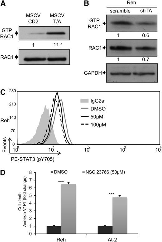 Figure 3. RAC1 is the main STAT3 activator in TEL-AML1 leukemia. (A-B) Western blot analysis of GTP-Rac1 pull-downs and total Rac1 from mouse HPC (A), 72 hours after transduction with MSCV T/A or MSCV CD2, and Reh cells (B), 5 days after transduction with control scramble or shTA shRNA. Numbers represent densitometric quantitation of GTP-Rac1 normalized to total RAC1 (A), and GTP-RAC1, and total RAC1 normalized to HSP90 (B). (C) Flow cytometric analysis of p-Y705 STAT3 in Reh, 5 hours after treatment with 50 μM (MFI = 12.99) and 100 μM (MFI = 11.66) NSC23766 or dimethylsulfoxide (MFI = 15.57). (D) Percentage of Reh and At-2 apoptotic Annexin V+PI- cells 24 hours after dimethylsulfoxide or 50 µM NSC23766 treatment. Data are representative of 2 (B) and 3 (A, C, and D) independent experiments. *P < .05, **P < .01, ***P < .005 compared with control (Student unpaired t test). GAPDH, glyceraldehyde-3-phosphate dehydrogenase.