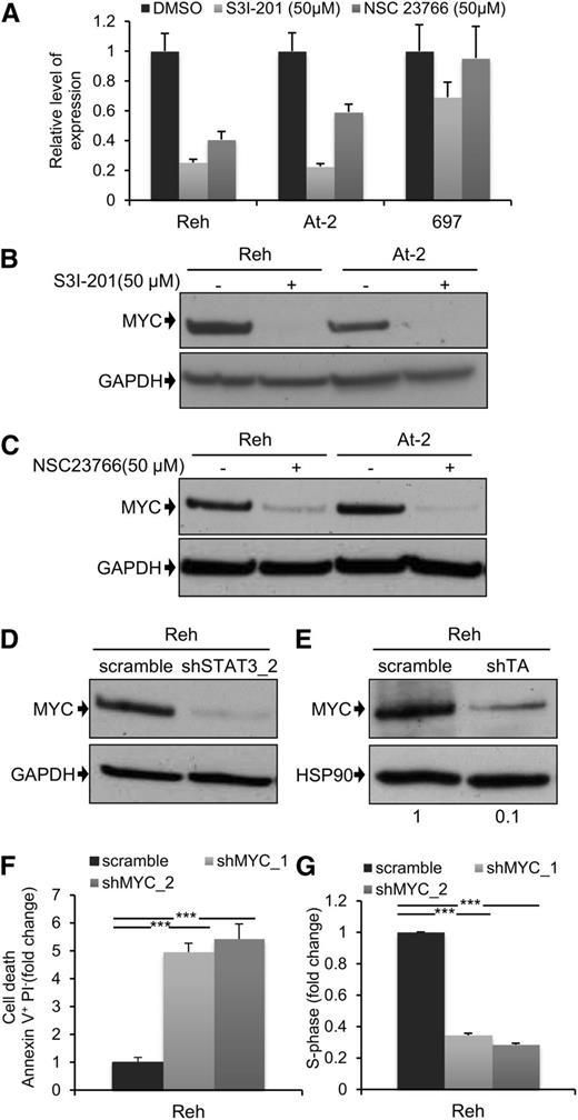 Figure 4. MYC expression is dependent on TEL-AML1–mediated STAT3 activity. (A) Quantitative reverse-transcription polymerase chain reaction analysis of MYC mRNA expression 6 hours after treatment with 50 µM S3I-201, 50 µM NSC23766, or dimethylsulfoxide in Reh, At-2, and 697 cells. Columns represent mean ± standard deviation of quadruplicate measurements. (B-E) Western blot analysis of MYC protein expression in Reh and At-2 cells 24 hours after treatment with 50 µM S3I-201 (B), or 50 µM NSC23766 (C), or 6 days after transduction with control scramble, STAT3 (shSTAT3) shRNA (D), or shTA shRNA (E). Numbers represent densitometric quantitation of MYC bands normalized to GAPDH (B-D) and HSP90 (E). Percentage of apoptotic Annexin V+PI- cells (F) and S-phase cells (G) 6 days after transduction with scramble or 2 different MYC (shMYC) shRNA. Data are representative of 2 (D) and 3 (A-G) independent experiments and show mean ± standard deviation of triplicate measurements. *P < .05, **P < .01, ***P < .005 compared with control (Student unpaired t test). GAPDH, glyceraldehyde-3-phosphate dehydrogenase.