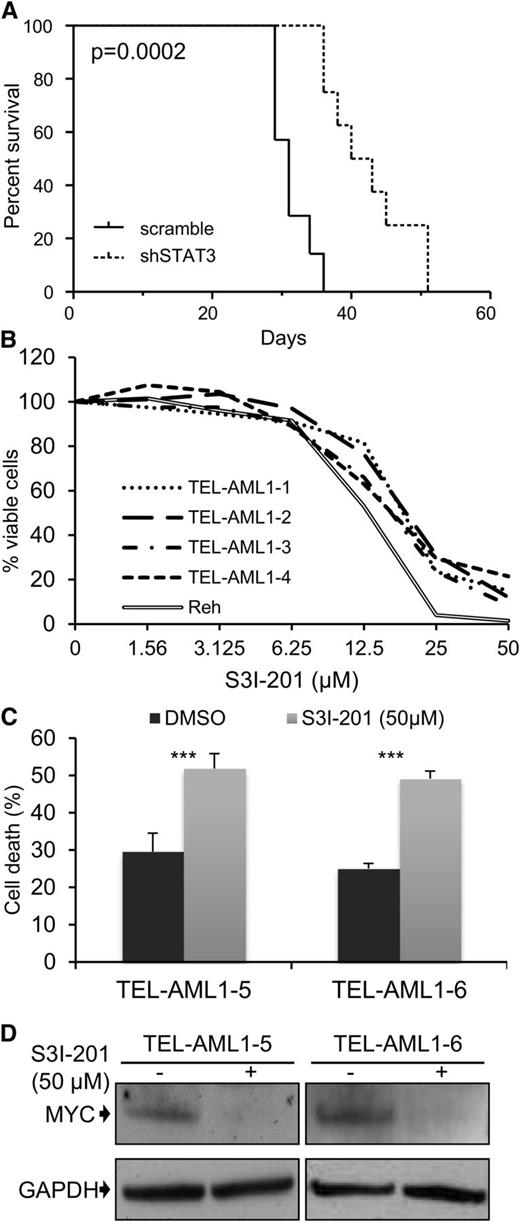 Figure 6. Leukemia progression of TEL-AML1+ cell lines and survival of t(12;21) primary leukemia cells is impaired by STAT3 inhibition. Leukemia progression of TEL-AML1+ cell lines and survival of t(12;21) primary leukemia cells is impaired by STAT3 inhibition. (A) Kaplan-Meier survival curve for NSG mice transplanted with control scramble (n = 7) or shSTAT3 (n = 8) transduced Reh cells. P = .0002 versus scramble control (Mantel-Cox log-rank test). (B) Viability as measured by MTS assay of 4 independent TEL-AML1+ primary human leukemic samples after treatment with different S3I-201 concentrations for 96 hours. The response of Reh cells is included as a reference (C). Percentage apoptosis of 2 different primary human leukemic samples after 24-hour exposure to 50 µM S3I-201. (D) Western blot analysis of MYC protein expression in primary cells 24 hours after treatment with 50 µM S3I-201. **P < .01, ***P < .005 compared with control (Student unpaired t test). DMSO, dimethylsulfoxide; GAPDH, glyceraldehyde-3-phosphate dehydrogenase.