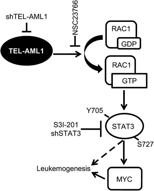 Figure 7. Model of TEL-AML1–induced leukemogenesis. TEL-AML1 induces RAC1 activation that, in turn, promotes STAT3 phosphorylation and consequently the induction of MYC transcription. Active STAT3 is necessary for the survival, proliferation, and self-renewal of TEL-AML1expressing ALL cells.