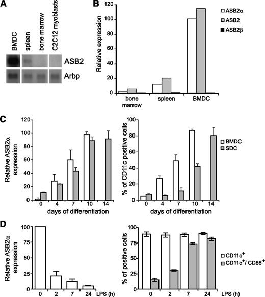 Figure 1. ASB2α is expressed in immature DCs and is down-regulated on their activation. (A) Autoradiogram of ASB2 mRNA expression in mouse BMDCs, spleen, BM, and C2C12 myoblasts as a negative control. Northern blot was performed with 4 μg of total RNA. Arbp was used for assessment of RNA quantities in each lane. (B) Relative expression of ASB2 mRNAs in BM, spleen, and BMDCs. Quantitative real-time RT-PCR was carried out with primers specific to ASB2α, ASB2β, or common to both isoforms. (C) BMDCs and spleen-derived DCs were obtained as described in the Materials and methods section. Relative expression of ASB2α mRNAs in BM cells or in spleen cells induced to differentiate into DCs (left panel). Quantitative real-time RT-PCR was carried out with ASB2α-specific primers. Cells were stained with antibodies to CD11c for flow cytometry as assessment of differentiation (right panel). (D) Relative expression of ASB2α mRNAs during LPS-induced BMDC activation (left panel). Immature BMDCs were treated with LPS as indicated. Quantitative real-time RT-PCR was carried out with ASB2α-specific primers. BMDC activation was monitored by flow cytometry with antibodies directed against CD11c and CD86 (right panel). In C and D, data show means and standard error of the mean (SEM) of at least 3 independent experiments.