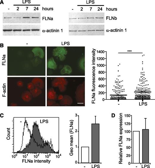 Figure 2. Expression of FLNa and FLNb in immature and mature DCs. (A) Expression of FLNa, FLNb, and α-actinin 1 was analyzed by western blot using 15-μg aliquots of whole-cell extracts of untreated (-) and LPS-treated BMDCs as indicated. (B) Expression of FLNa was assessed by immunofluorescence in immature BMDCs cultured without (-) or with LPS for 24 hours. Cells were harvested, centrifuged onto poly-l-lysine–coated glass coverslips, fixed, stained for FLNa and phalloidin, and imaged (left panel). Dot plots show the overall distribution of relative FLNa fluorescence intensities, and lines show the median values (right panel). Scale bar represents 20 μm. (C) Expression of FLNa was assessed by flow cytometry in immature BMDCs cultured without (-) or with LPS for 24 hours. After fixation and permeabilization, cells were stained with anti-FLNa and alexa Fluor 488-conjugated anti-rabbit antibodies. White and gray areas show representative staining profiles of immature and LPS-treated BMDCs, respectively (left panel). The relative quantification of FLNa expression in untreated and LPS-treated BMDCs is shown as means and standard deviation (SD) of 3 independent experiments (right panel). (D) Relative expression of FLNa mRNAs in untreated (-) and LPS-treated BMDCs assessed by quantitative real-time RT-PCR. Levels were normalized to Arbp. The data show means and SEM of 3 independent experiments. ***P < .001.