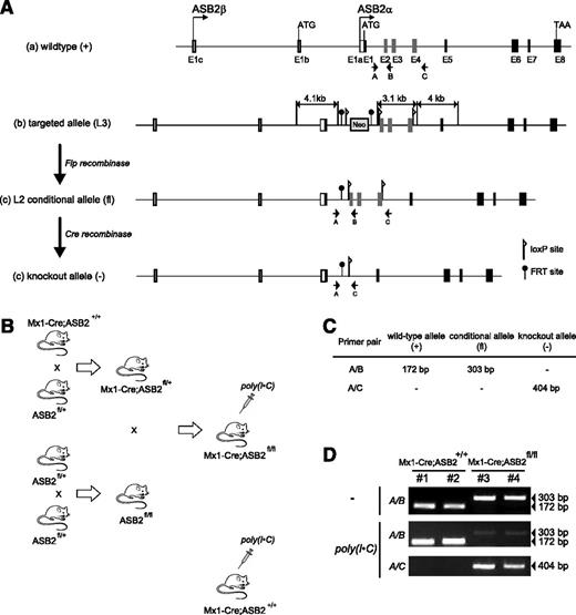Figure 3. Creation of conditional ASB2 knockout mice. (A) Schematic representation of (a) the wild-type allele (+) of the mouse ASB2 gene, (b) the structure of the correctly targeted allele with the introduced neomycin resistance cassette and loxP and FRT sites, (c) the conditional floxed allele (fl) produced by Flp-enhanced recombinase-mediated recombination of FRT sites flanking Neo, and (d) the deleted allele (−) produced by Cre recombination of loxP sites surrounding exons 2 to 4. The locations of genotyping primers are also indicated. (B) Schematic representation of the cross-breedings performed to generate Mx1-Cre;ASB2fl/fl mice as described in the Materials and methods section and inducible Cre-mediated disruption of ASB2 in Mx1-Cre;ASB2fl/fl mice after poly(I·C) administration. Mx1-Cre;ASB2+/+ mice that have received poly(I·C) are used as controls (ASB2+/+). (C) Predicted PCR fragment sizes for wild-type (+), floxed (flox), and knockout (−) alleles of ASB2 using primer sets shown in A. (D) PCR products from mouse tail DNA using primers A, B, and C for the genotyping of ASB2 in 2 Mx1-Cre;ASB2+/+ and 2 Mx1-Cre;ASB2fl/fl mice before (-) and 6 weeks after the last poly(I·C) injection.
