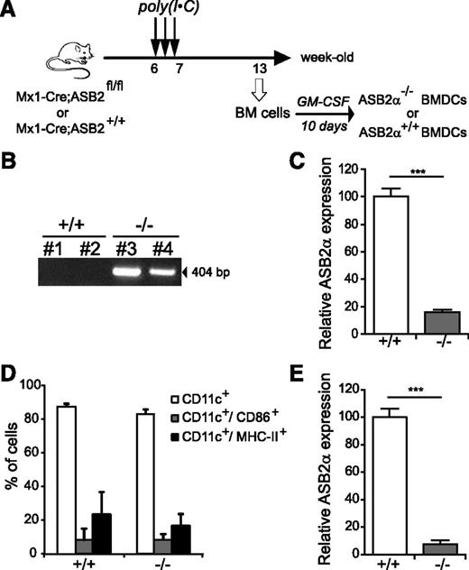 Figure 4. ASB2α is dispensable for the generation of BMDCs. (A) Experimental outline of ASB2 deletion and generation of ASB2α−/− BMDCs. (B) PCR products from mouse BM DNA of 2 Mx1-Cre;ASB2+/+ (+/+) and 2 Mx1-Cre;ASB2fl/fl (−/−) mice after poly(I·C) administration using primers A and C, allowing the amplification of the knockout allele (Figure 3). (C) Relative expression of ASB2α mRNAs in BM cells of ASB2+/+ and ASB2−/−. (Sample size: +/+ = 22; −/− = 24). (D) Expression of CD11c, CD86, and MHC-II at the cell surface of ASB2α−/− and ASB2α+/+ BMDCs. (Sample size: +/+ = 16 and −/− = 16 for CD11c; +/+ = 14 and −/− = 14 for CD86; +/+ = 7 and −/− = 7 for MHC-II). (E) Relative expression of ASB2α mRNAs in BMDCs generated from BM cells of ASB2+/+ and ASB2−/−. (Sample size: +/+ = 22; −/− = 25). ***P < .001.