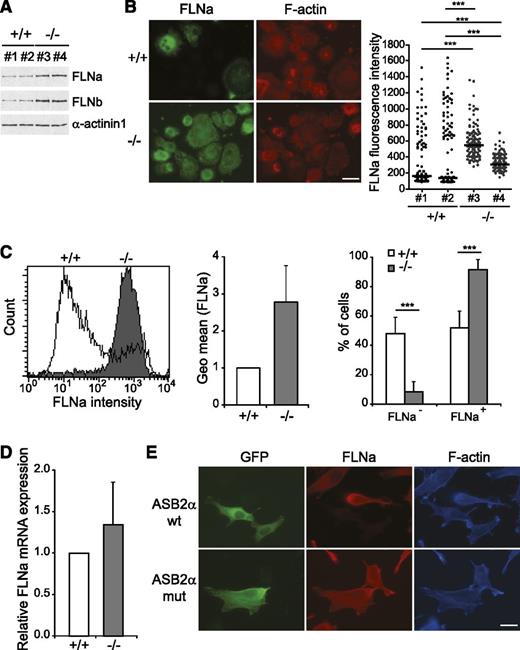 Figure 5. FLNa and FLNb are substrates of the ASB2α E3 ubiquitin ligase complex in DCs. (A) Expression of FLNa, FLNb, and α-actinin 1 was analyzed by western blot using 15-μg aliquots of whole-cell extracts of ASB2α−/− and ASB2α+/+ BMDCs from 2 independent cell cultures as indicated. (B) Expression of FLNa was assessed by immunofluorescence in ASB2α−/− and ASB2α+/+ BMDCs. Cells were harvested, centrifuged onto poly-l-lysine–coated glass coverslips, fixed, stained for FLNa and phalloidin, and imaged (left panel). Scale bar represents 20 μm. Dot plots show the overall distribution of relative FLNa fluorescence intensities, and lines show the median values (right panel). (C) Histograms show FLNa expression in ASB2α−/− and ASB2α+/+ BMDCs (left panel). The relative quantification of FLNa expression in ASB2α−/− and ASB2α+/+ BMDCs is shown as means and SD (middle panel). (Sample size: +/+ = 19; −/− = 26). Right panel shows the percentages of FLNa-negative and FLNa-positive BMDCs as means and SD. (Sample size: +/+ = 24; −/− = 26). (D) Relative expression of FLNa mRNAs in ASB2α−/− and ASB2α+/+ BMDCs assessed by quantitative real-time RT-PCR. Levels were normalized to Arbp. (E) Mouse ASB2α E3 ubiquitin ligase activity is required for FLNa degradation. NIH3T3 cells were transfected with GFP-mASB2α (ASB2α wt) or GFP-mASB2αLA (ASB2α mut) expression vectors and were analyzed 48 hours after transfection using an antibody directed against FLNa and phalloidin. Scale bar represents ***P < .001.