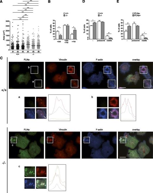 Figure 6. ASB2α regulates cell spreading and podosome formation in DCs. (A-B) ASB2α−/− and ASB2α+/+ BMDCs were harvested, serum arrested for 1 hour in suspension, plated on fibronectin-coated coverslips, and fixed after 30 minutes. Cell areas of at least 100 cells were measured. Dot plots show the overall distribution, and lines show the median values. The percentage of cells with an area inferior to 250 µm2, comprising between 250 and 750 µm2 and superior to 750µm2, were calculated. The data show means and SEM. (Sample size: +/+ = 5; −/− = 7). (C-E) ASB2α−/− and ASB2α+/+ BMDCs were harvested; serum arrested for 1 hour in suspension; plated on glass coverslips; fixed after 30 minutes; stained for FLNa, vinculin, and phalloidin; and then imaged. Scale bar represents 20 μm. Diagrams depict the intensity of the fluorescence for each staining along lines drawn on the enlarged overlay images. Percentages of cells with no adhesive structures (-), with individual podosomes (shown in the enlarged images a and c), or podosomes organized as rosettes (shown in the enlarged image b) were calculated in ASB2α−/− and ASB2α+/+ BMDCs (C) and in FLNa-negative (FLNa−) or FLNa-positive (FLNa+) ASB2α+/+ BMDCs (D). The data show means and SEM. (Sample size: +/+ = 5; −/− = 6). *P < .05; **P < .01; ***P < .001.