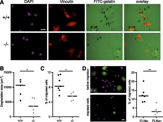 Figure 7. ASB2α regulates ECM degradation and migration through matrigel-coated filters. ASB2α−/− and ASB2α+/+ BMDCs were harvested and serum arrested for 1 hour in suspension. Cells were then plated on gelatin-coated coverslips and were fixed after 6 hours (A-B) or seeded onto matrigel-coated filters (C-D). (A) Images of ASB2α+/+ and ASB2α−/− BMDCs degrading FITC labeled gelatin coated on glass coverslips. Vinculin staining is shown in red and DAPI staining of the DNA in purple (B) Quantification of the area of FITC-labeled gelatin degraded by ASB2α+/+ and ASB2α−/− BMDCs. Dot plots show the overall distribution, and lines show the median values. (Sample size: +/+ = 5; −/− = 5). (C) Migration of ASB2α+/+ and ASB2α−/− BMDCs trough matrigel-coated transwells. The percentage of BMDCs that migrated to the bottom well is shown. (Sample size: +/+ = 7; −/− = 5). (D) Images of ASB2α+/+ BMDCs that were seeded onto matrigel-coated filters (before migration) or that were recovered at the bottom wells (migrated cells). Cells were centrifuged onto poly-l-lysine–coated glass coverslips, fixed, and stained for FLNa (green) and 4,6 diamidino-2-phenylindole (DAPI; purple). Dot plots show the percentages of migrated FLNa-negative (FLNa−) and FLNa-positive (FLNa+) BMDCs obtained from ASB2α+/+ mice. Scale bar represents 20 μm. (Sample size: 6). *P < .05; **P < .01.