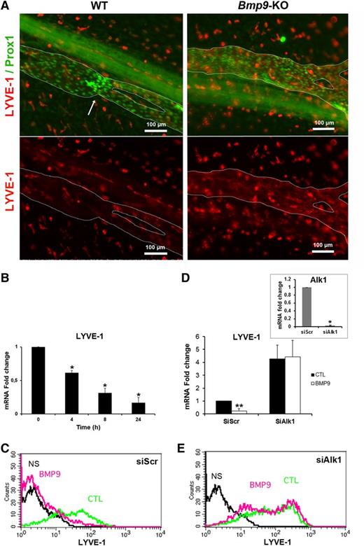 Figure 2. LYVE-1 expression is regulated by BMP9 both in vivo in lymphatic collecting vessels of the mesentery and in vitro in cultured LECs. (A) P0 lymphatic mesenteric collecting vessels were stained for LYVE-1 (red) and Prox1 (green). The dashed lines delineate the lymphatic vessels. Arrow indicates a valve. A nonlymphatic LYVE-1 immunoreactivity is also observed in isolated cells outside vessels, which probably correspond to macrophages. (B) Time-dependent inhibition of LYVE-1 mRNA expression in LECs treated with BMP9 (10 ng/mL); the results are presented as mRNA fold changes measured in BMP9-treated cells vs nontreated cells at each time point. Data are the mean ± SE from 6 independent experiments performed in duplicate. *P ≤ .05, significantly different from cytotoxic T lymphocyte (CTL) by Mann-Whitney U test. (C,E) Flow cytometry detection of LYVE-1 protein expression in LECs transfected for 24 hours with scramble siRNA or siRNA targeting Alk1 and then stimulated with (pink) or without (green) 10 ng/mL BMP9 for 48 hours. NS corresponds to fluorescence-activated cell sorter analysis in absence of antibodies (black). (D) LYVE-1 mRNA expression in LECs transfected for 24 hours with scrambled siRNA (siScr) or siRNA targeting Alk1 and then stimulated with or without 10 ng/mL BMP9 for 24 hours; data represent mean ± SE (n = 6). **P ≤ .01, significantly different from CTL by Mann-Whitney U test. Inset shows Alk1 mRNA downregulation by siAlk1 (mean ± SE, n = 4). *P ≤ .05, significantly different from siCTL by Mann-Whitney U test.