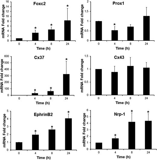 Figure 4. BMP9-regulated genes, known to be involved in lymphatic valve development, in LECs. LECs were stimulated in serum-free medium in the absence or in the presence of 10 ng/mL BMP9 for the indicated times. Expression of HPRT was used to normalize the samples. The results are represented as mRNA fold changes measured in BMP9-treated cells vs nontreated cells at each time point. Data are the mean ± SE from 4 independent experiments performed in duplicate. *P ≤ .05, significantly different from respective controls by Mann-Whitney U test.