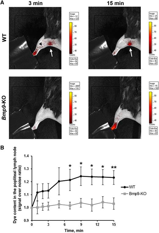 Figure 6. Impairment of lymphatic drainage in adult Bmp9-KO mice. (A) Representative fluorescence images of WT and Bmp9-KO hind limbs obtained 3 and 15 minutes after injection of DiD-lipidots. The extremity of the paw was hidden not to saturate the images by the fluorescence signal at the injection site. The black arrowhead outlines lymphatic collectors; the white arrow indicates the popliteal lymph node. The values of the scale bars for fluorescence intensity were adjusted to normalize each image series at comparable values. (B) Quantitative analysis of dye accumulation into the popliteal lymph node. Signal over noise ratio was measured. Values are means ± SE; n = 6 (Bmp9-KO) or n = 9 (WT). *P ≤ .05, significantly different by Mann-Whitney U statistical test.