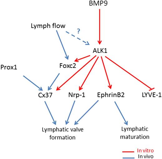 Figure 7. Working model for BMP9 regulation of lymphatic vessel maturation and valve development. In LECs, BMP9 acting via ALK1 inhibits LYVE-1 expression. In parallel, BMP9 also via Alk1, induces the expression of Foxc2, Cx37, ephrinB2, and Nrp-1, which have all been involved in lymphatic valve formation. Flow has been demonstrated to induce Foxc2 expression and to act in concert with Prox1 to regulate early steps of lymphatic valve morphogenesis.7 ALK1 expression has been reported to be regulated by flow in zebrafish.26 Therefore, we propose that flow could increase ALK1 expression, which would raise BMP9 signaling to favor the downstream cascade of lymphatic vessel development.