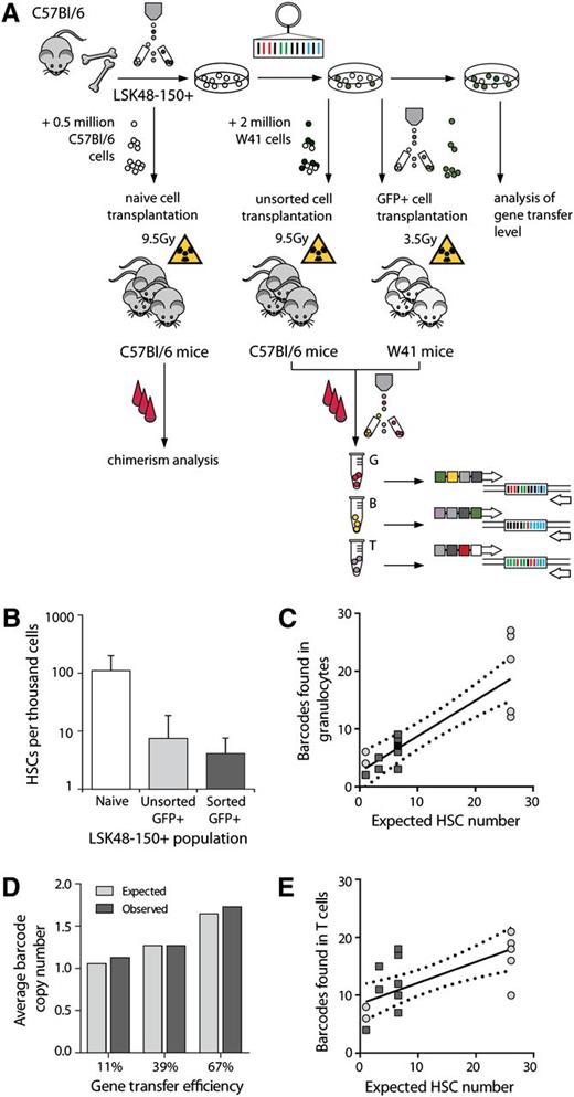 Figure 2. Relationship between the number of transplanted HSCs and detected barcodes. (A) Overview of limiting dilution experiments. LSK48−150+ cells were purified by cell sorting. For establishing the frequency of functional HSCs in this population, naïve cells were transplanted into irradiated recipients. Alternatively, LSK48−150+ cells were transduced with barcoded viruses and different doses of transduced cells were transplanted into irradiated hosts, either without (middle arrow) or with (right arrow) selection for GFP+. Mouse strains, competitors, and irradiation regimen used in every experiment are indicated. Congenic donor and recipient B6 animals were used to allow donor and recipient cell discrimination. Granulocytes (G), B- and T-lymphocytes (indicated as B and T, respectively) were isolated for further barcode analysis at regular time points after transplant. (B) Assessment of HSCs frequencies by limiting dilution analysis in the naive LSK48−150+ population, in transduced nonsorted and in sorted GFP+ cells. (C) Relationship between the expected number of transplanted HSCs and the number of barcodes, as detected in granulocytes. Each dot represents an individual mouse. Light gray circles indicate data generated using nonsorted cells and dark gray squares reflect experiments with sorted cells. In one mouse, data on granulocytes were not available for week 20, so week 28 data are shown instead with a black square. The best-fit line (line equation Y = 0.61X + 2.58) and 95% confidence intervals are plotted. Note that the 95% confidence interval includes X/Y intercept. (D) Observed and expected vector copy number per transduced cell at different transduction efficiencies. The average number of barcodes in 15 to 22 colonies is depicted as a function of gene transduction efficiency. (E) Same as shown in (C), but now data are shown for T-cell clones. Equation for best-fit line was Y = 0.36X + 8.5.