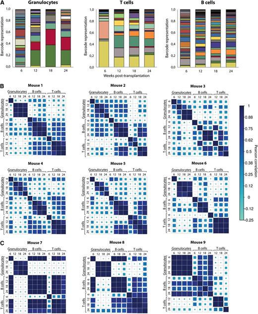 Figure 3. Clonal dynamics in mice transplanted with barcoded cells. (A) Barcode composition of granulocytes, T- and B lymphocytes in one of the mice transplanted with ∼26 barcoded HSCs. Different colors reflect different barcodes. This and other mice shown here originate from a cohort of mice transplanted with nonsorted transduced LSK48−150+ cells (these mice are identified with light gray circles as shown in Figure 2). (B) Pearson correlations between barcode compositions of 3 cell types at 4 time points from 6 mice transplanted with ∼26 HSCs. Note good correlations between samples collected from 12 to 24 weeks within each of the cell types. Mouse 1 corresponds to the data shown in (A). (C) The same analysis as in panel (B) was performed for 3 mice transplanted with 100 barcoded cells. At these doses, Poisson distribution predicts that more than two-thirds of the positive animals are transplanted with a single HSC.