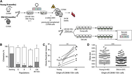 Figure 6. Analysis of HSC pool in mice transplanted with old and young cells. (A) Shows experimental setup of LSK48−150+ cells that were purified from CD45 congenic young (4 months) and old (24 months) donor mice, mixed in 1:2 ratio and transduced with the barcoded vector library. There were 20 500 transduced cells transplanted simultaneously with W41 or previously transplanted B6 cells into 2 cohorts of 4 lethally irradiated B6 mice. There were 6 mice sacrificed 6 months post-transplantation, and 2 additional mice sacrificed at 8 months after transplantation. GFP+ LSK48−150+ cells of young and old origin were single-cell sorted in 96-well plates and expanded in liquid culture in presence of cytokines for subsequent barcode analysis. (B) Contribution from young (white bars) and old (gray bars) to different cell populations before (starting) and after transplantation. (C) Number of uniquely barcoded clones detected in expanded colonies of young and old LSK48−150+ cells. Lines connect data points derived from the same mice. The number of clones detected within the old compartment was significantly higher than the number of clones within the young population (P = .0011, paired two-sided t test). (D) Contribution of individual young and old LSK48−150+ HSCs to the stem cell compartment. Horizontal lines indicate mean values. Young LSK48−150+ cells produced larger clones than old LSK48−150+ cells (P < .0001, two-tailed Mann Whitney nonparametric U test).
