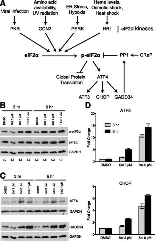 Figure 1. The ISR pathway is activated by salubrinal in K562 cells. (A) A simplified diagram of the ISR pathway showing both activation and negative regulatory components. (B) Western blot analysis reveals 3 μM and 6 μM salubrinal (Sal) enhances p-eIF2α at 3 and 6 hours. These results were compared with 1 μM TSG as a positive control. Numbers below each lane denote the ratio of p-eIF2α/eIF2α quantified by ImageJ software. GAPDH and total eIF2α were evaluated as loading controls. (C) 3 μM and 6 μM Sal augment downstream ISR signaling to a similar extent as 1 μM TSG, as shown by western blot analysis of ATF4 and GADD34 relative to GAPDH loading control. (D) Sal increases the mRNA expression of ATF3 and CHOP dose dependently at 3 and 6 hours post-treatment. Transcript levels at each time point are reported as fold increase relative to a dimethylsulfoxide (DMSO) control. Error bars denote ± standard deviation of 3 technical replicates.