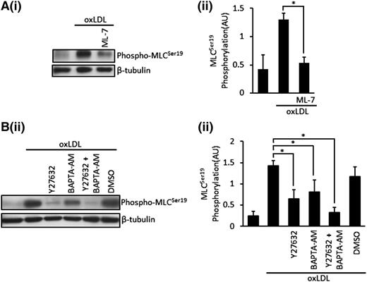Figure 2. OxLDL induced phosphorylation of MLC are MLCK, Ca2+, Rho kinase dependent. (A) Platelets (3 × 108/mL) were treated with ML-7 (5 µM) for 20 minutes, followed by stimulation with oxLDL (50 µg/mL) for 15 seconds. Samples were then lysed, separated by SDS-PAGE, and immunoblotted for phospho-MLCSer19 followed by reprobing for β-tubulin. (Ai) Representative blots. (Aii) Densitometric analysis of 5 independent experiments. *P < .05. (B) Platelets (3 × 108/mL) were treated with Y27632 (10 µM), BAPTA-AM (20 µM), or a combination of both or DMSO (0.1%) for 20 minutes followed by stimulation with oxLDL (50 µg/mL) for 15 seconds. Samples were then processed as in (A). (Bi) Representative blots. (Bii) Densitometric analysis of 4 independent experiments. All experiments were carried out in the presence of apyrase (2 U/mL), indomethacin (10 µM), and EGTA (1 mM). Data are expressed as mean ±SEM. *P < .05.