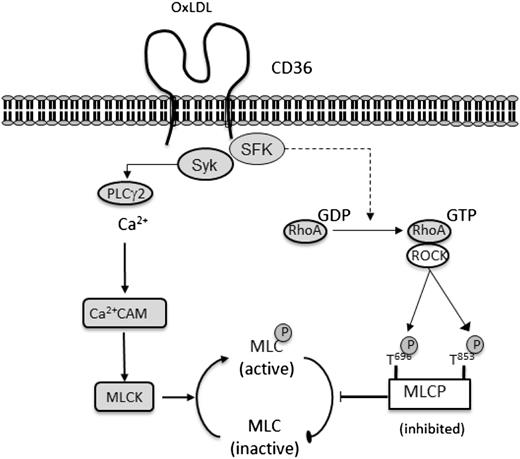 Figure 7. OxLDL induces CD36-signaling pathways leading to MLC phosphorylation and change in platelet shape. Diagrammatic representation of the signaling pathways induced by oxLDL, leading to platelet shape change. OxLDL stimulates platelets through CD36 leading to a Src kinase–dependent activation of Syk and PLCγ2, which results in an increase in intracellular Ca2+ levels and activation of MLCK. Simultaneously, a Src kinase–dependent activation of RhoA is initiated, resulting in ROCK activation and inhibition of MLCP inhibition. These events culminate in the phosphorylation of MLC and platelet shape change.