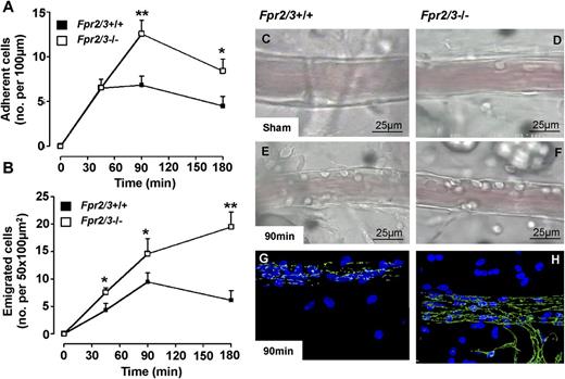 Figure 1. Augmented vascular inflammation in Fpr2/3−/− mice as assessed by intravital microscopy. Wild-type (Fpr2/3+/+) and null (Fpr2/3−/−) mice were subjected to 30 minutes’ clamping of the superior mesenteric artery, followed by a reperfusion phase lasting 45 to 180 minutes. Postcapillary venules were imaged and recorded for offline quantitation of white blood cell interaction with the endothelium. In parallel experiments, tissue was excised and analyzed by confocal microscopy. (A) Number of cell adhesion and (B) emigration in the postcapillary venules, as measured at different times after reperfusion. Representative light microscopy images are shown for sham (C-D) and 90-minute post-reperfusion (E-F) vessels. (G-H) Confocal images for postcapillary venules from Fpr2/3+/+ and Fpr2/3−/− mice, respectively, after 90 minutes of IR protocol. Green, vessel vascular endothelium staining; blue, neutrophil MRP14 marker. Data are mean ± SEM of 6 to 8 mice per group. *P < .05, **P < .01 vs respective Fpr2/3+/+ value.