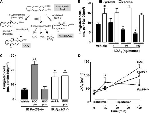Figure 2. Endogenous Fpr2/3 modulates vascular inflammation. Wild-type (Fpr2/3+/+) and null (Fpr2/3−/−) mice were subjected to 30 minutes’ clamping of the superior mesenteric artery, followed by a 90-minute reperfusion phase. Postcapillary venules were imaged and recorded for offline quantitation of white blood cell interaction with the endothelium. (A) Arachidonic acid metabolism into LXA4 by the concerted action of 5-lipoxygenase (LOX) and 12/15-LOX. Acetylation of cyclo-oxygenase 2 (COX) by ASA leads to 15-epi-LXA4 biosynthesis. Prostanoids produced by COX 1 or 2 isoforms are also indicated, and they include thromboxane (TX) A2 and prostaglandin (PG) of series I, E, and F. (B) Mice were given LXA4 (1, 10, or 100 ng/mouse intravenously) or vehicle (100 µL). Mean ± SEM of 6 mice; *P < .05 vs vehicle; #P < .05 vs Fpr2/3+/+. (C) Administration of Boc2 (10 µg intravenously) before (pre) or after (post) ischemia (30 minutes) affects the extent of cell emigration as measured 90 minutes after reperfusion in Fpr2/3+/+ but not Fpr2/3−/− mice. Mean ± SEM of 6 to 8 mice; *P < .05, **P < .01 vs Fpr2/3+/+ vehicle. (D) Plasma aliquots obtained at the reported phases of the IR protocol were analyzed for LXA4 content by enzyme immunoassay. Mean ± SEM of 8 mice; *P < .05 vs Fpr2/3−/− or Boc2-treated Fpr2/3+/+ mice.