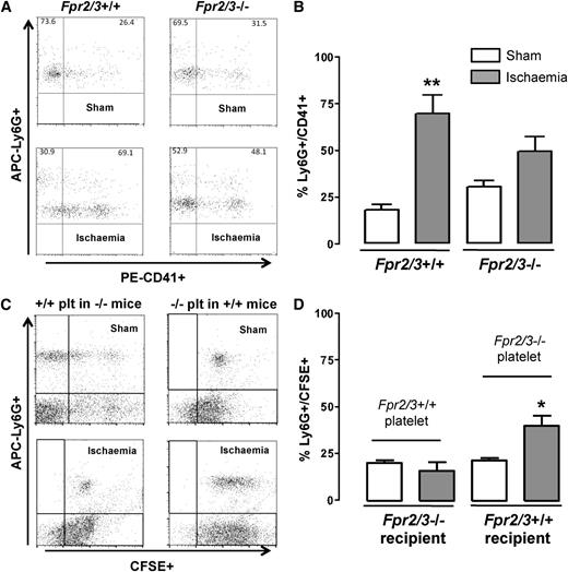 Figure 4. Formation of platelet/neutrophil complexes after ischemia. Wild-type (Fpr2/3+/+) and null (Fpr2/3−/−) mice were subjected to clamping of the superior mesenteric artery, with blood being rapidly withdrawn at the end of the 30-minute ischemic period. Sham animals were anesthetized but not subjected to ischemia. (A) Flow cytometry scattergrams illustrating neutrophils (APC-Ly6G+)- and platelet (PE-CD41+)-positive events. The 4 quadrants show CD41+ events in the Ly6G+-gated population. Numbers in upper right quadrants indicate the percent of double-positive events (ie, the proportion of neutrophil/platelet complexes). (B) Cumulative data for platelet/neutrophil complexes. Mean ± SEM of 6 mice; **P < .01 vs respective sham group. (C-D) Chimeric experiment performed injecting CFSE-labeled platelets in recipient animals with the opposite genotype. Labeled platelets were injected immediately before ischemia, and blood was collected at the end of the 30-minute period; flow cytometry for APC-Ly6G+ and CFSE+ was then run, essentially as in (A). (C) Representative dot plots with the distribution of the 2 fluorochromes on all acquired events; (D) cumulative quantitative data. Mean ± SEM of 4 mice per group. *P < .05 and **P < .01 vs respective sham-operated mice.