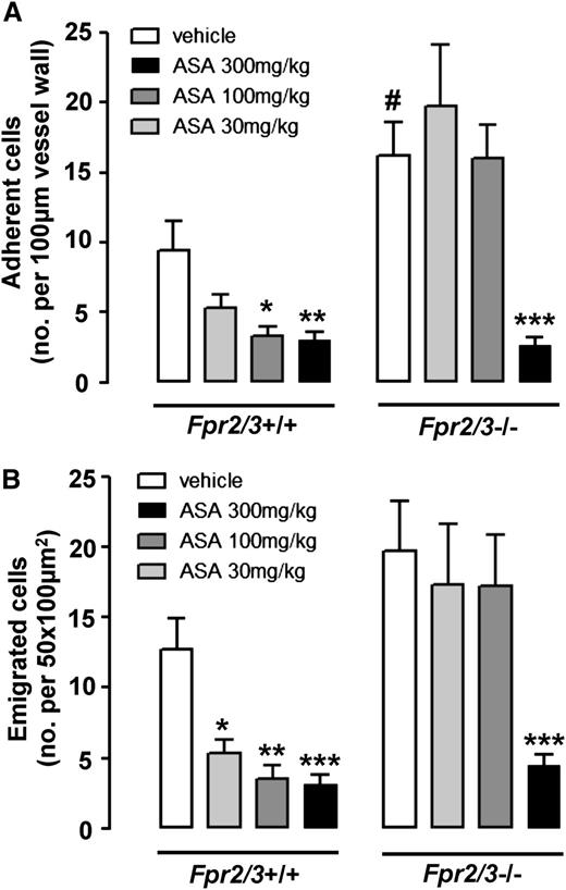 Figure 5. ASA is less effective in Fpr2/3-deficient mice. Wild-type (Fpr2/3+/+) and null (Fpr2/3−/−) mice were subjected to 30 minutes’ clamping of the superior mesenteric artery, followed by a 90-minute reperfusion phase. Mice received vehicle (1 mL/kg) or the reported doses of ASA intraperitoneally 30 minutes before ischemia. Bars report the number of neutrophils adherent (A) or emigrated (B) into the subendothelial tissue. Mean ± SEM of 8 mice per group. *P < .05, **P < .01, ***P < .001 vs the respective vehicle group.