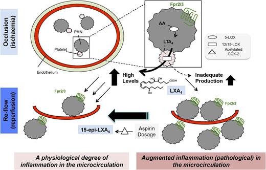 Figure 6. Fpr2/3 governs LXA4 biosynthesis and downstream inflammatory responses in the microcirculation during ischemia and reflow. Ischemic episodes led to an Fpr2/3-mediated formation of platelet/PMN aggregates, with a signal starting from the receptor expressed on the leukocyte. Aggregates afford the transcellular biosynthesis of LXA4 via the concerted action of 5-lipoxygenase (5-LOX) and 12/15-LOX, in PMN and platelet, respectively. High levels of LXA4 assured an appropriate (physiological) vascular inflammation during reperfusion (that subsides within 3-4 hours; not shown). Inappropriate aggregate formation during ischemia leads to low LXA4 levels, with consequent higher degree of leukocyte adhesion and extravasation during reperfusion (reflow). The effector functions of LXA4 on vascular inflammation processes are also mediated by Fpr2/3, because they are absent in mice deficient for this receptor. Among several mechanisms, acetylation of cyclo-oxygenase-2 (COX2) by ASA jumpstarts this protective circuit, with formation of 15-epi-LXA4, activating Fpr2/3 and moderating vascular reactivity. In summary, mouse Fpr2/3 and, we propose its human counterpart ALX/FPR2, governs the extent of vascular inflammation in conditions of occlusion and reflow, by promoting formation of LXA4, and also mediating the direct effects of this bioactive lipid mediator on leukocyte adhesion and emigration.