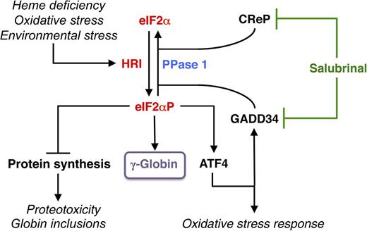 HRI-eIF2αP signaling in mitigating stress and induction of γ-globin expression. Among the family of eIF2α kinases, heme-regulated eIF2α kinase (HRI) is most predominant in the erythroid precursors. In heme deficiency, HRI is activated and phosphorylates eIF2α to balance globin synthesis with the intracellular heme concentrations ensuring that no globin is translated in excess of heme during erythroid maturation. HRI is also activated by oxidative stress and environmental stress, such as heat shock and osmotic shock. Under these stress conditions, the first action of eIF2αP is to inhibit general protein synthesis, especially globin to prevent proteotoxicity. Second, eIF2αP also increases translation of selective mRNAs, such as ATF4 mRNA to reprogram gene expression for adaptation to stress. GADD34 is a downstream target of ATF4 signaling, and it is responsible for bringing eIF2αP to type 1 phosphatase (PPase 1) for dephosphorylation to regenerate active eIF2, which is necessary for the recovery of protein synthesis of stress-induced gene expression that occurs late in the stress response. CReP has the same function as GADD34, except that it is constitutively expressed. Salubrinal, a selective inhibitor of eIF2αP dephosphorylation, interferes with the recruitment of eIF2αP to PPase1 through GADD34 and CReP, thus preventing eIF2αP dephosphorylation. Inhibiting eIF2αP dephosphorylation by salubrinal or by the knockdown of GAAD34 and CReP in differentiating human CD34+ cells induces γ-globin expression, leading to an increase in HbF production.